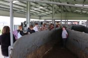 Checking out the new cattle handling chute