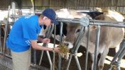 FFA visitor feeds one of the dairy cows.