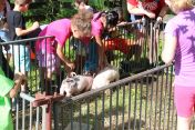 Petting the piglets