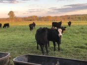 Livestock out at the Farm