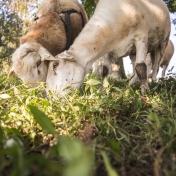 Meadowbrook Sheep