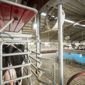 Milker view from Barn