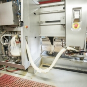 Cow in Robotic Milker