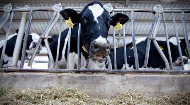 Holstein cow at Stateland Dairy