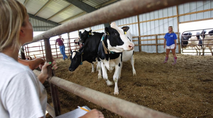 Holstein cow at Stateland Dairy