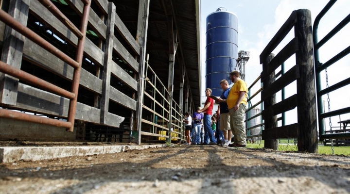 Livestock pens at Meadowbrook Farm