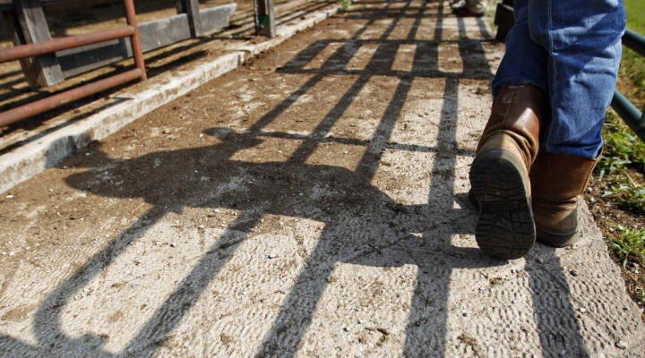 Students working with livestock