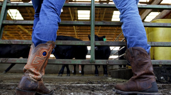 Students working with livestock