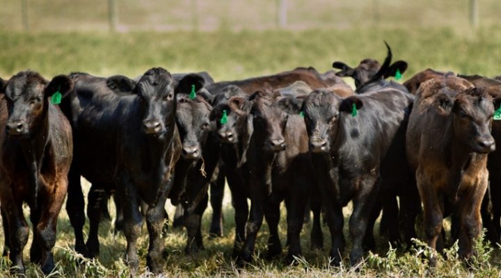 Livestock in the field