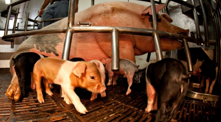 Farrowing barn