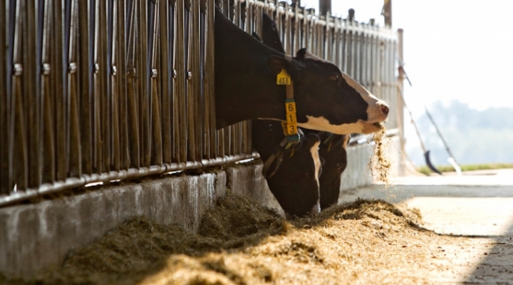 Holstein cow at Stateland Dairy