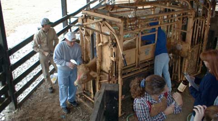 Students working with livestock