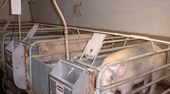 Farrowing barn