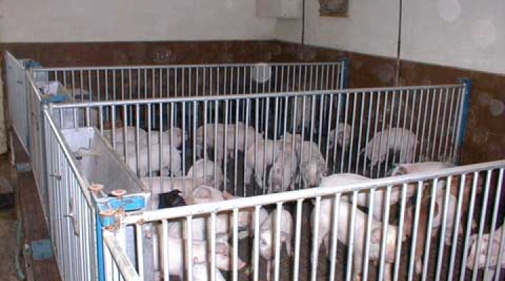 Piglets in the farrowing pens