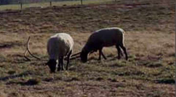 Sheep and goats in the pasture