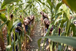 Students pose between corn rows, 2011 Fall Field Day