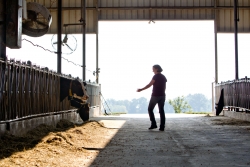 Dr. Laurie Rincker at the dairy barn