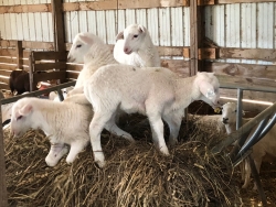 Sheep out at the farm