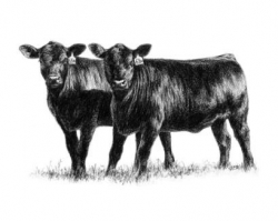 Drawing of beef cattle