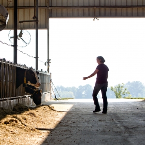 Dr. Laurie Rincker at the dairy barn