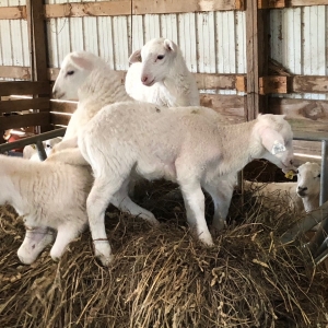 Sheep out at the farm