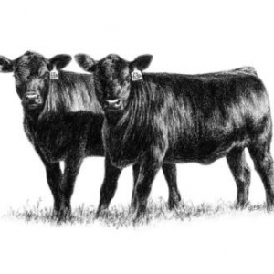 Drawing of beef cattle